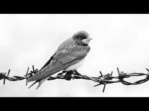 ჰამლეტ გონაშვილი - გაფრინდი, შავო მერცხალო / Hamlet Gonaschwili - Fliege weiter, schwarze Schwalbe